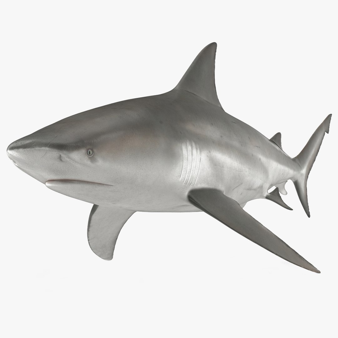 Bull Shark 3D model preview