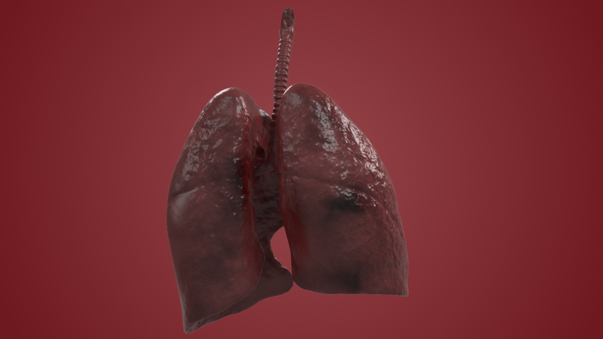 Realistic Human Lungs Max