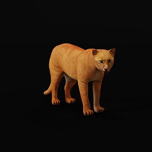Jaguarundi Wild Cat