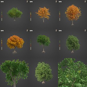 2021 PBR Cappadocian Maple Collection - Acer Cappadocicum 3D model