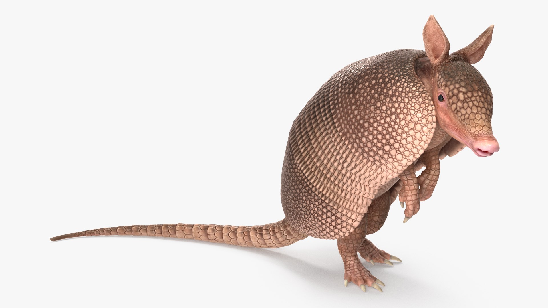 Armadillo Pink Rigged for Cinema 4D 3D model preview