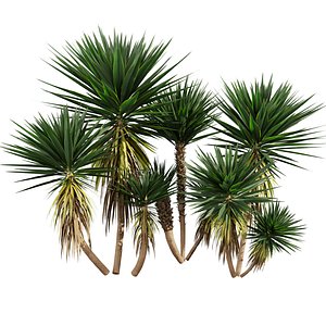 plant vol 904 - Spineless - Yucca - palm - tree model