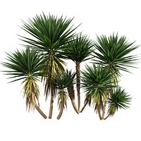 plant vol 904 - Spineless - Yucca - palm - tree