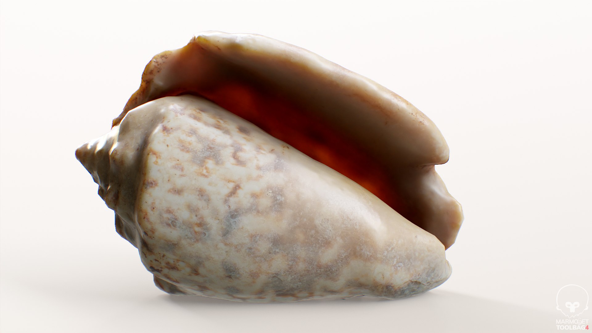 Small Seashell PBR 3D Model - TurboSquid 1912571