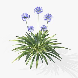 Agapanthus - Realistic vegeation