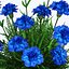 室内植物盆栽花 3D 模型