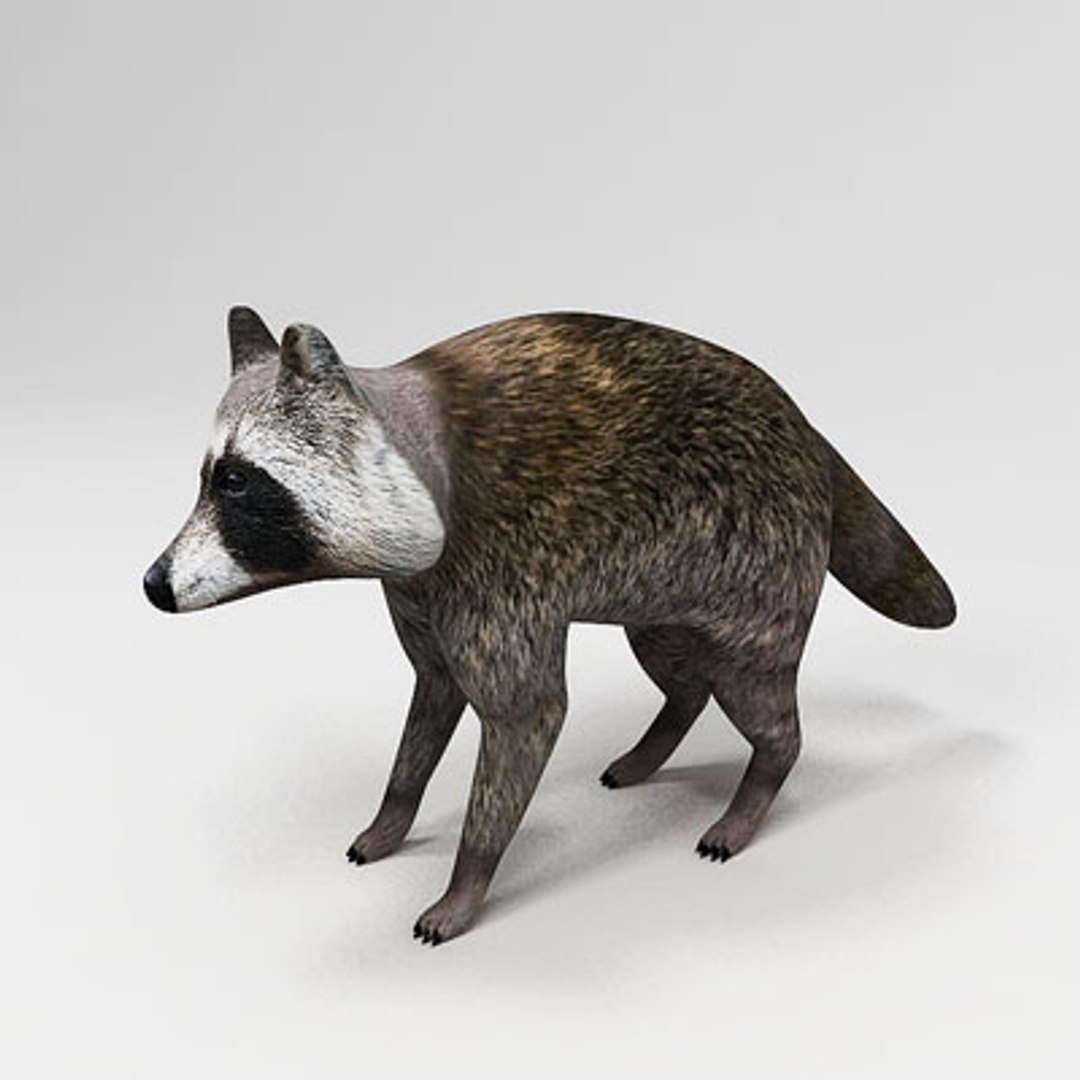Raccoon Animals Racoon Coon 3d Model