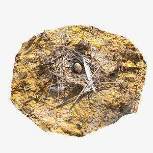 3D scanned bird nest egg model