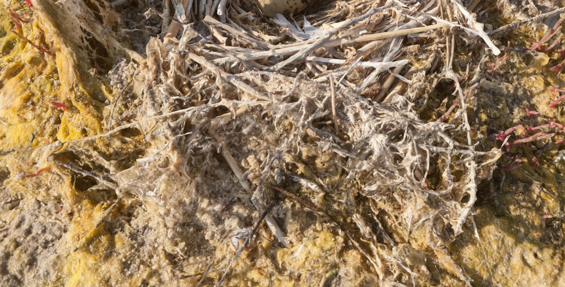 3D scanned bird nest egg model https://p.turbosquid.com/ts-thumb/aO/zYV4SN/d2XlSnyQ/2019071816_10_482nestwithanegg3dmodelbydokunoddokunodsketchfab/png/1563792879/1920x1080/fit_q87/8a0a35986171c3ce78e84dad363a0e468f58bc33/2019071816_10_482nestwithanegg3dmodelbydokunoddokunodsketchfab.jpg