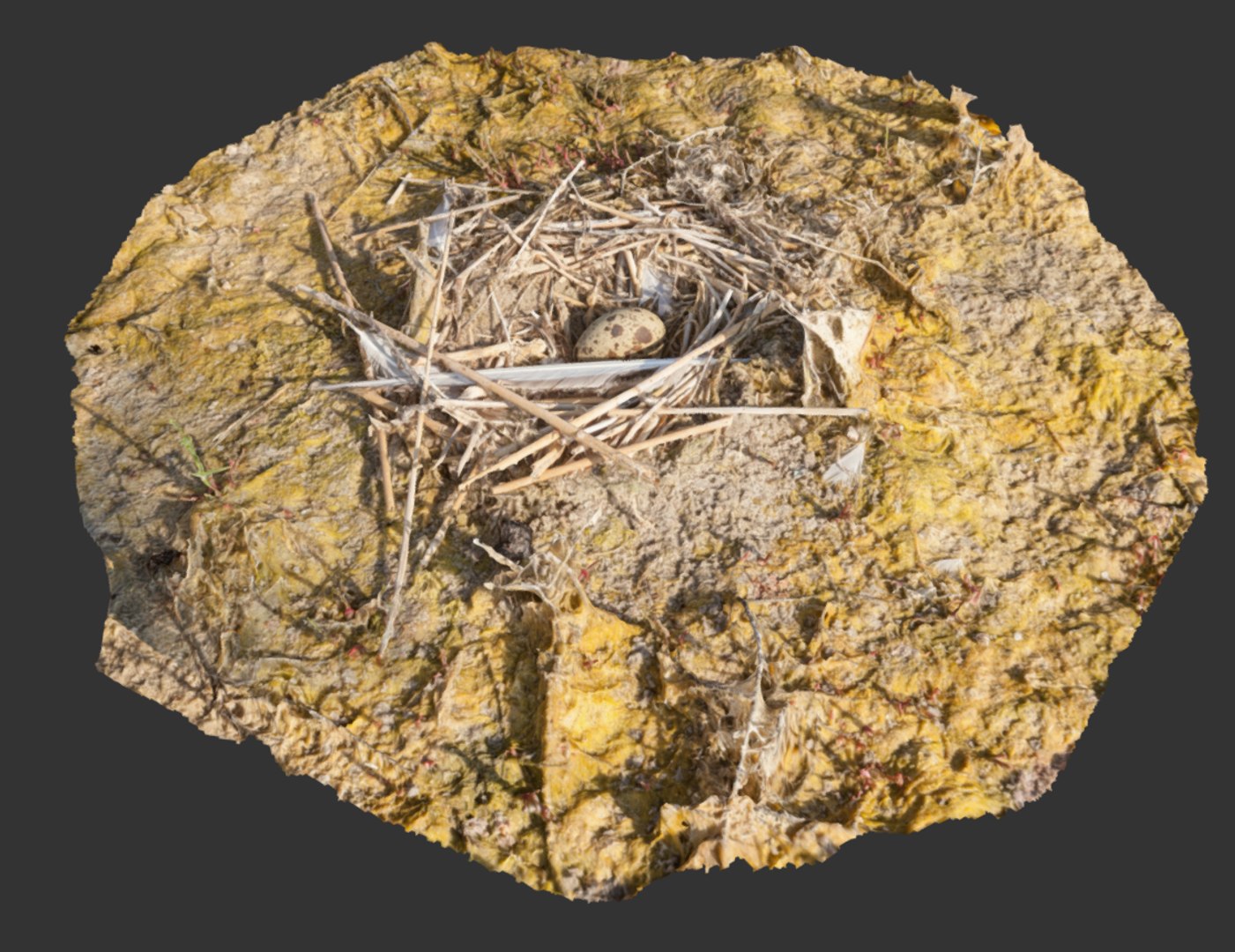 3D scanned bird nest egg model https://p.turbosquid.com/ts-thumb/aO/zYV4SN/lJKDDfFs/2019071618_58_5785nestwithanegg3dmodelbydokunoddokunodsketchfab/png/1563792879/1920x1080/fit_q87/526642e74c4ba79bdadd6bd7c153960e01eb6163/2019071618_58_5785nestwithanegg3dmodelbydokunoddokunodsketchfab.jpg