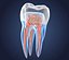 Transparent tooth and crown. 3d model of endodontics inner structure