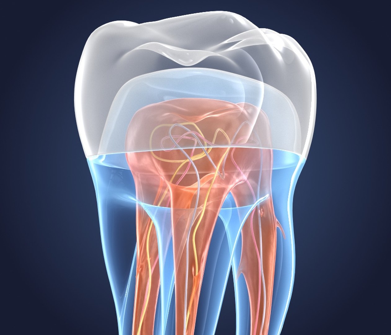 transparent crown endodontics inner 3D https://p.turbosquid.com/ts-thumb/aP/4FFxxF/HIt8CNc6/preview0005/jpg/1532187822/1920x1080/fit_q87/f6db09b20c220afd0f74a8431c51bb369eb5821a/preview0005.jpg