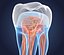 Transparent tooth and crown. 3d model of endodontics inner structure