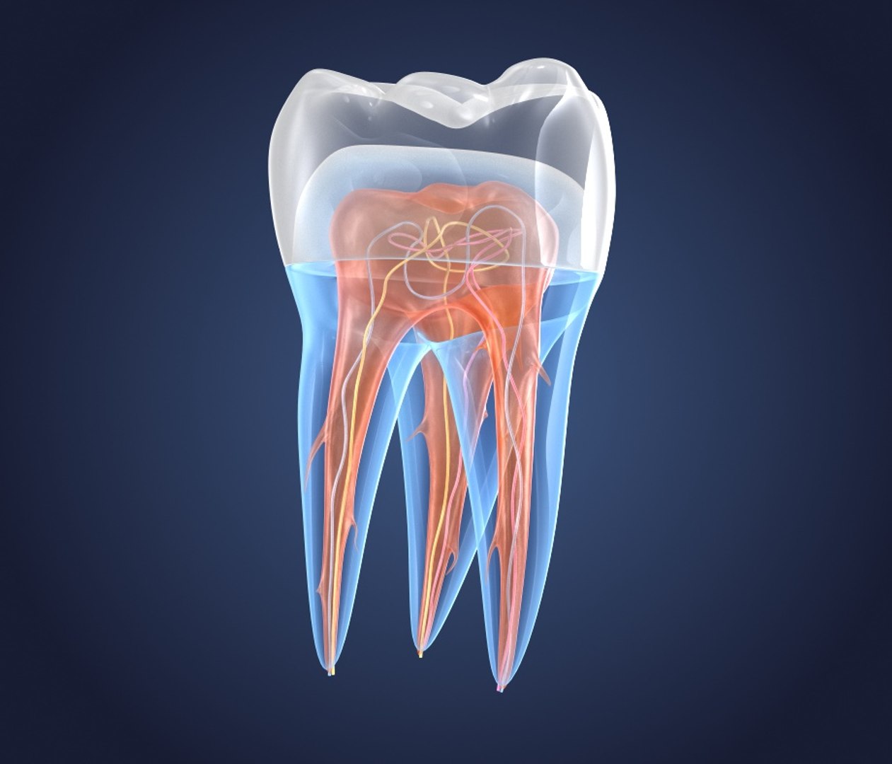 transparent crown endodontics inner 3D https://p.turbosquid.com/ts-thumb/aP/4FFxxF/mrdyyQfQ/preview0000/jpg/1532187822/1920x1080/fit_q87/b7680f6e2e100c92351456479b53d945bdc8c7a5/preview0000.jpg