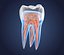 Transparent tooth and crown. 3d model of endodontics inner structure