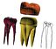 Transparent tooth and crown. 3d model of endodontics inner structure