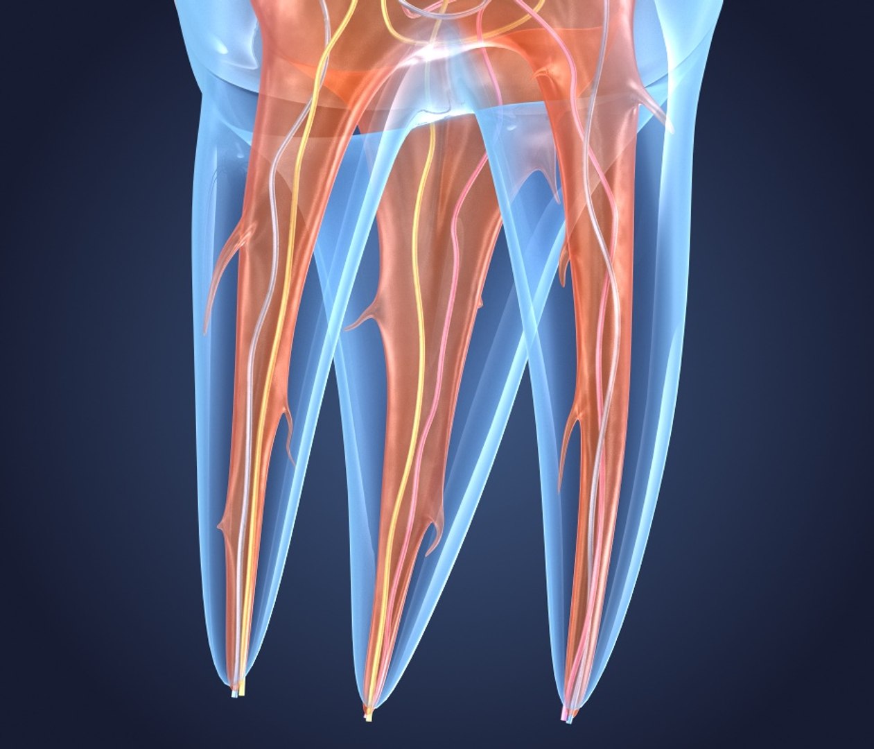 transparent crown endodontics inner 3D https://p.turbosquid.com/ts-thumb/aP/4FFxxF/tkROCAbS/preview0004/jpg/1532187822/1920x1080/fit_q87/4e17143db3fa702433540ff4a7cdb7682b84114e/preview0004.jpg
