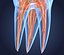 Transparent tooth and crown. 3d model of endodontics inner structure