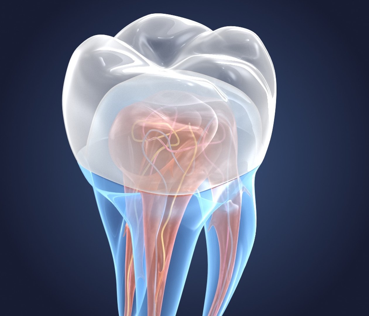 transparent crown endodontics inner 3D https://p.turbosquid.com/ts-thumb/aP/4FFxxF/txYVoToA/preview0001/jpg/1532187822/1920x1080/fit_q87/0f01fa06c66486c42facede3602bd5870e67db15/preview0001.jpg