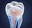 Transparent tooth and crown. 3d model of endodontics inner structure