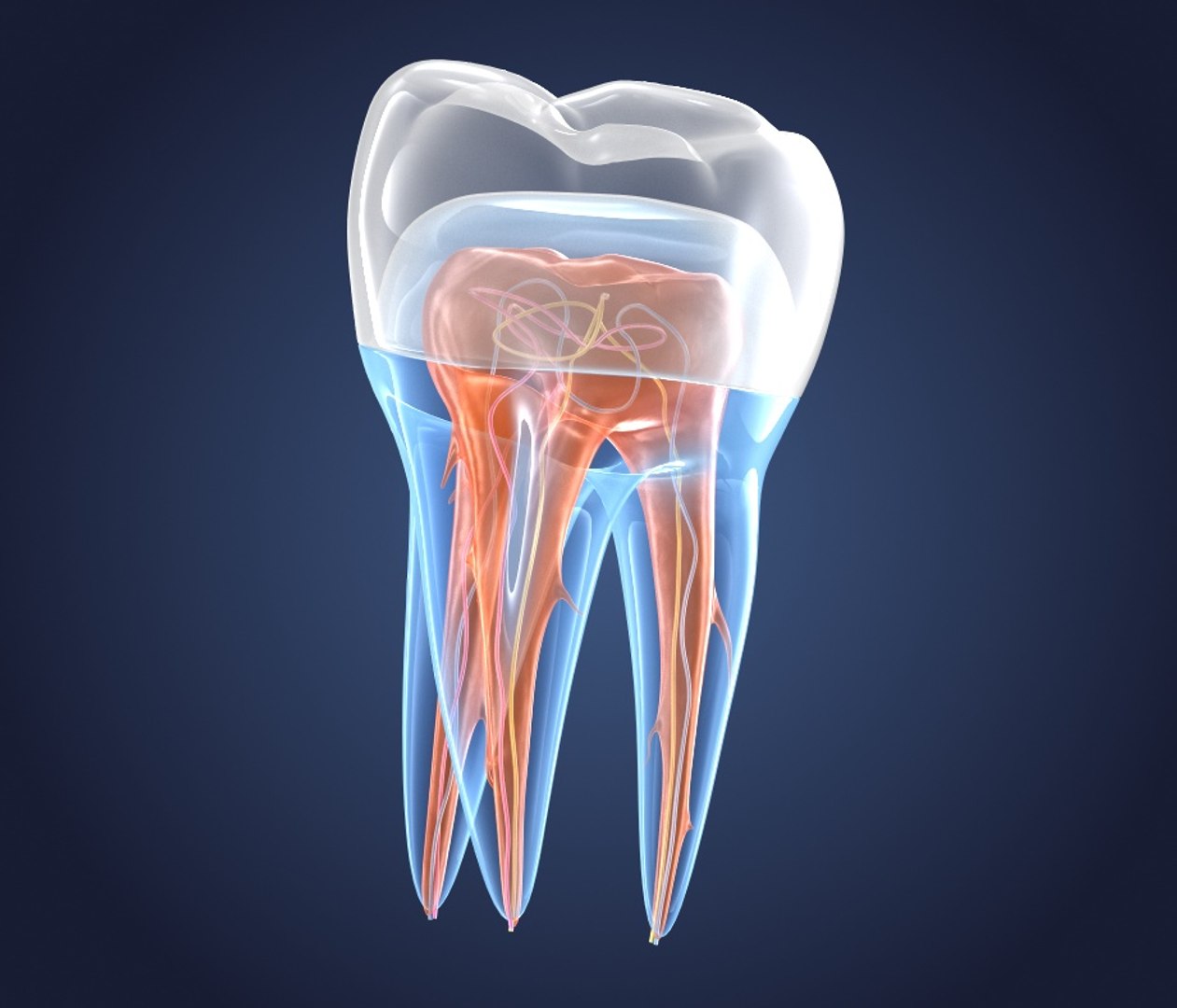 transparent crown endodontics inner 3D https://p.turbosquid.com/ts-thumb/aP/4FFxxF/u3tZtVjX/preview0006/jpg/1532187822/1920x1080/fit_q87/c9edef1a963e8da6103b3020b5f2feff7ae830f2/preview0006.jpg