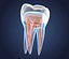 Transparent tooth and crown. 3d model of endodontics inner structure