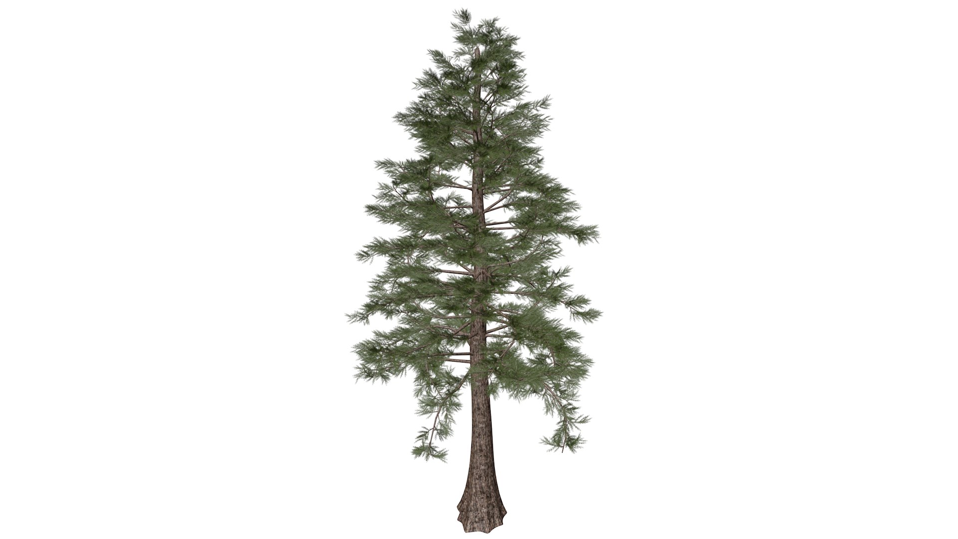 Western Red Cedar Tree Collection 3D https://p.turbosquid.com/ts-thumb/aP/6SzGgp/Pq/westernredcedar_high30/png/1779223119/1920x1080/fit_q87/20b10ed54e9ee6e9e4fcafde1ec30b499cff1ee0/westernredcedar_high30.jpg