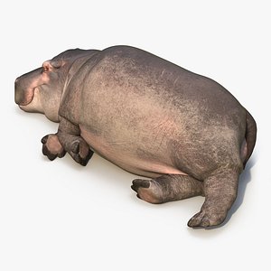 3d model lying hippopotamus