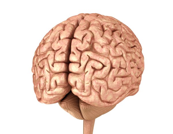 3d Human Brain