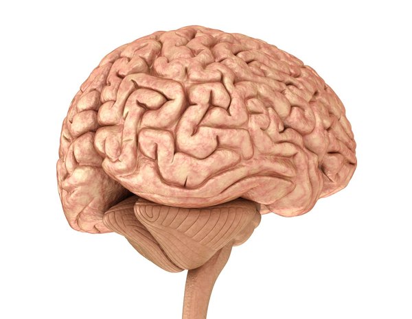 3d human brain