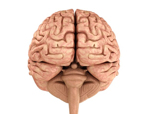 3d human brain