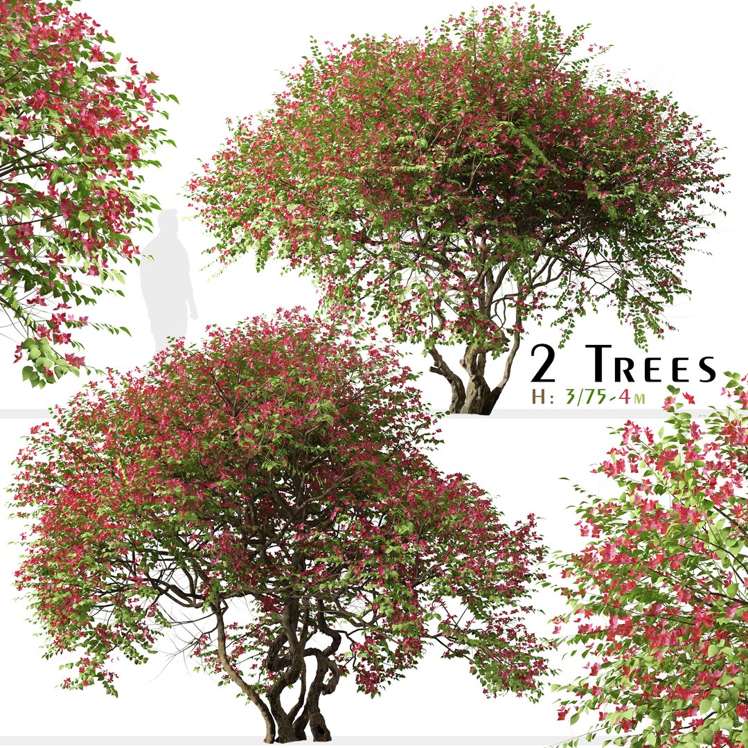 Set ofBougainvillea spectabilis or Santa Rita Tree - 2 Trees 3D ...