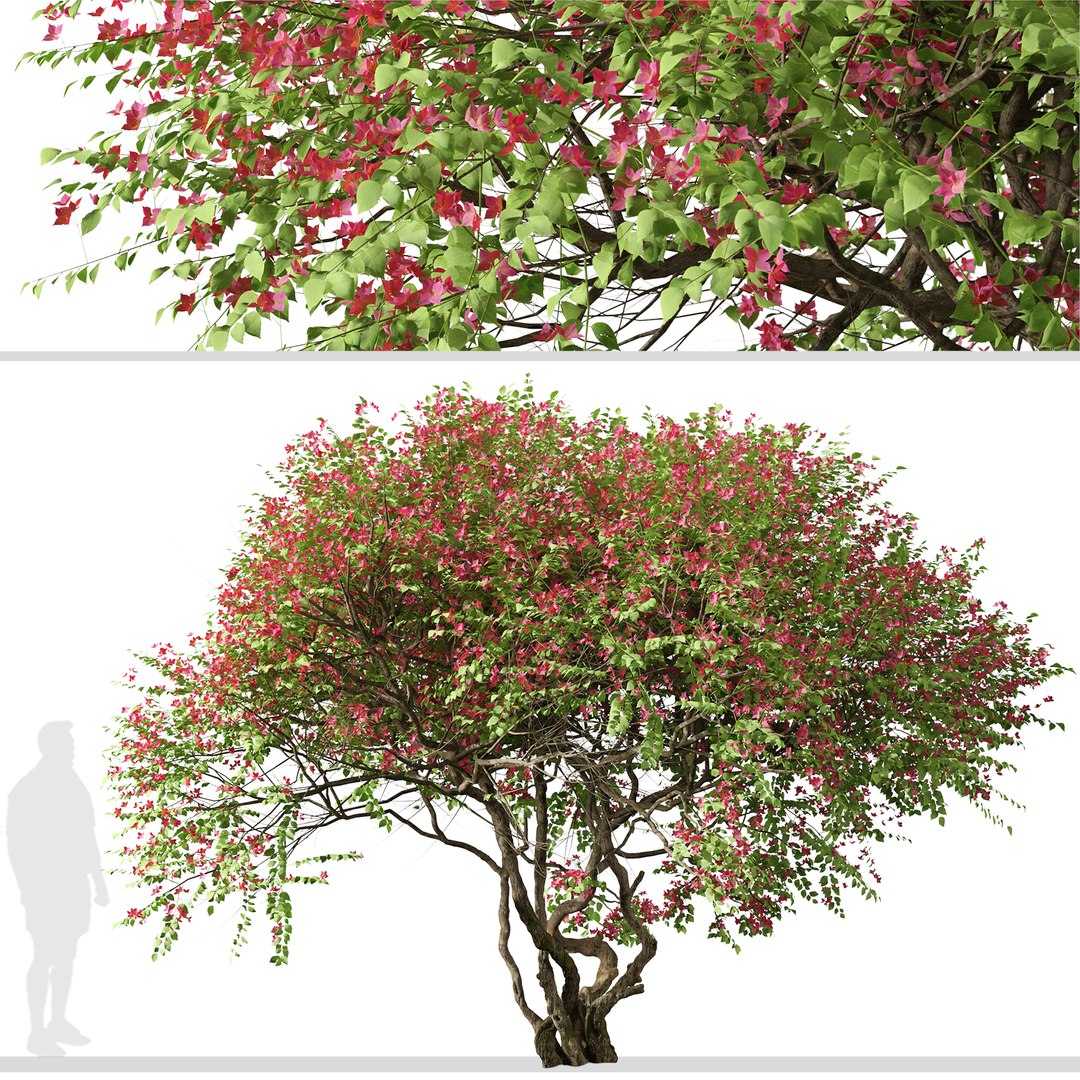 Set ofBougainvillea spectabilis or Santa Rita Tree - 2 Trees 3D ...