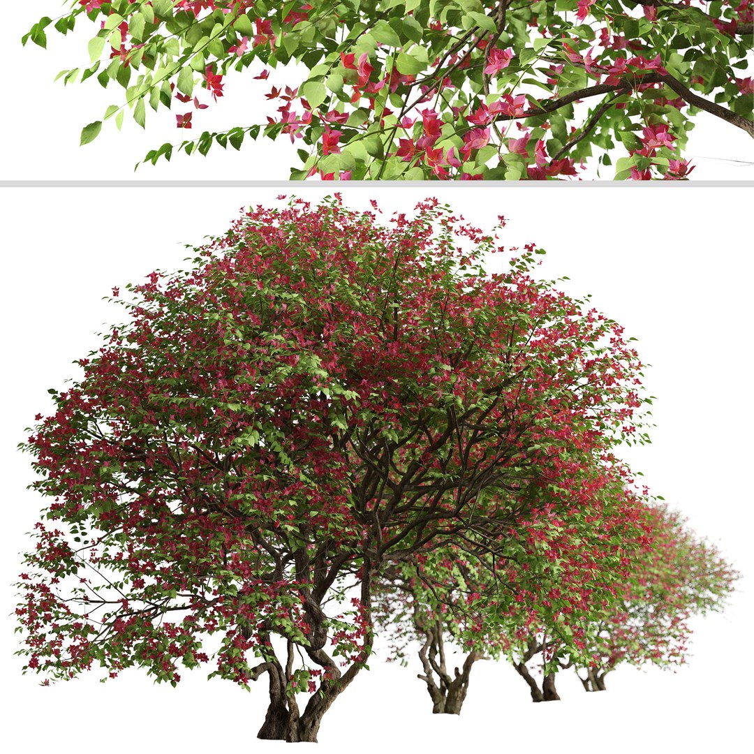 Set ofBougainvillea spectabilis or Santa Rita Tree - 2 Trees 3D ...