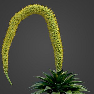 2021 PBR Foxtail Agave Collection - Agave Attenuata 3D model