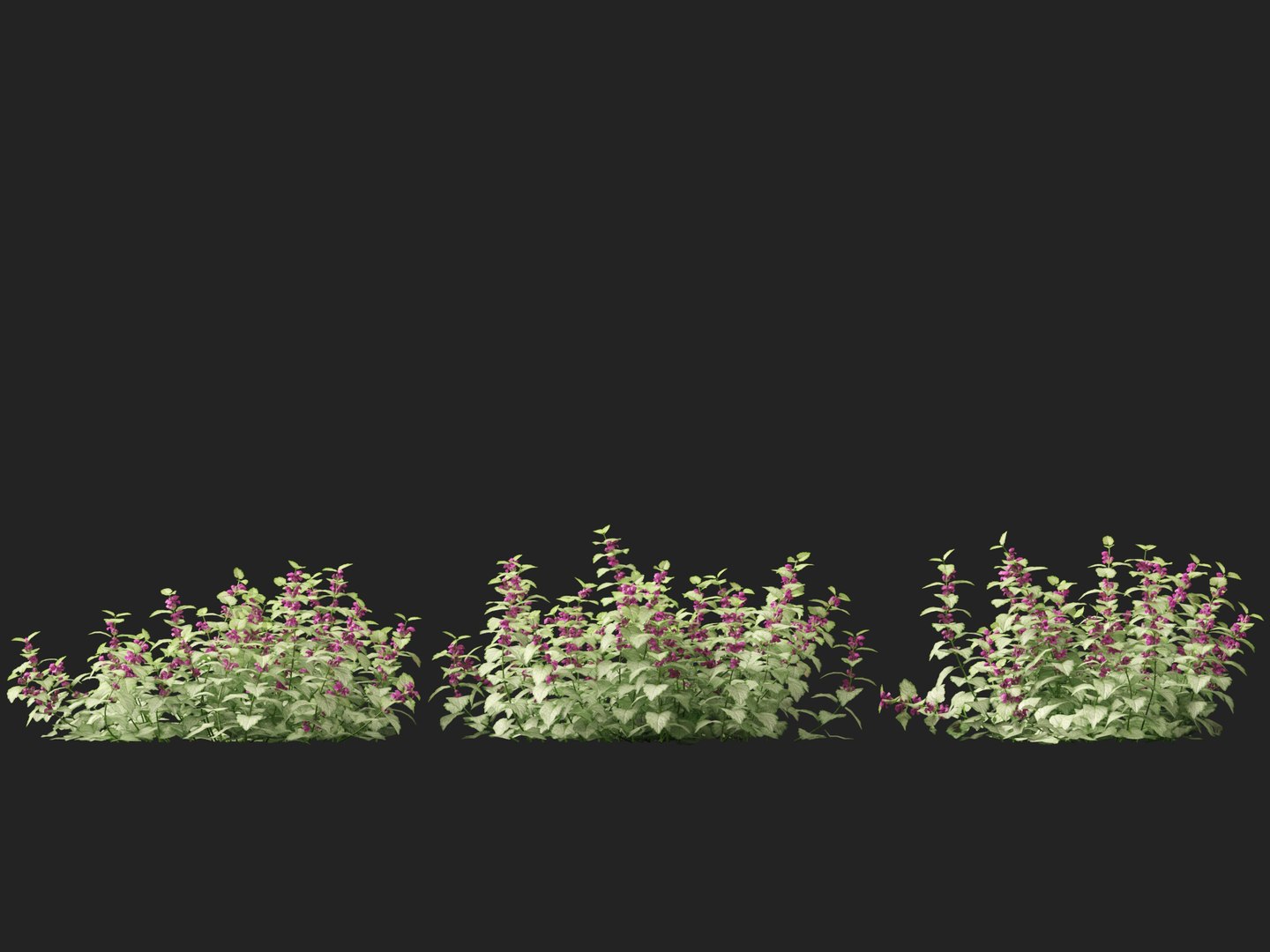 HighPolyLowPoly Lamium maculatum - spotted deadnettle 3D model https://p.turbosquid.com/ts-thumb/aP/RkSQyz/24/lamiummaculatum016/jpg/1738032287/1920x1080/fit_q87/56b78d1febd9f01a82bc422f6cb6c176f69c8216/lamiummaculatum016.jpg