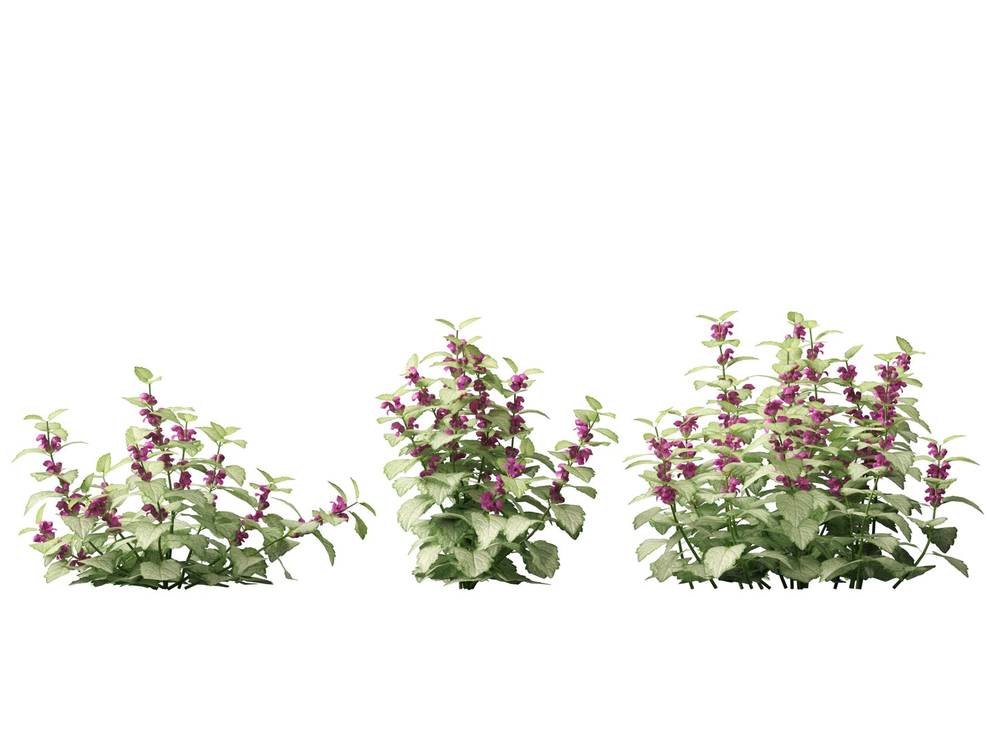 HighPolyLowPoly Lamium maculatum - spotted deadnettle 3D model https://p.turbosquid.com/ts-thumb/aP/RkSQyz/2e/lamiummaculatum013/jpg/1738032284/1920x1080/fit_q87/a33b6f3d737ff518650905286bbe23afad0499ec/lamiummaculatum013.jpg