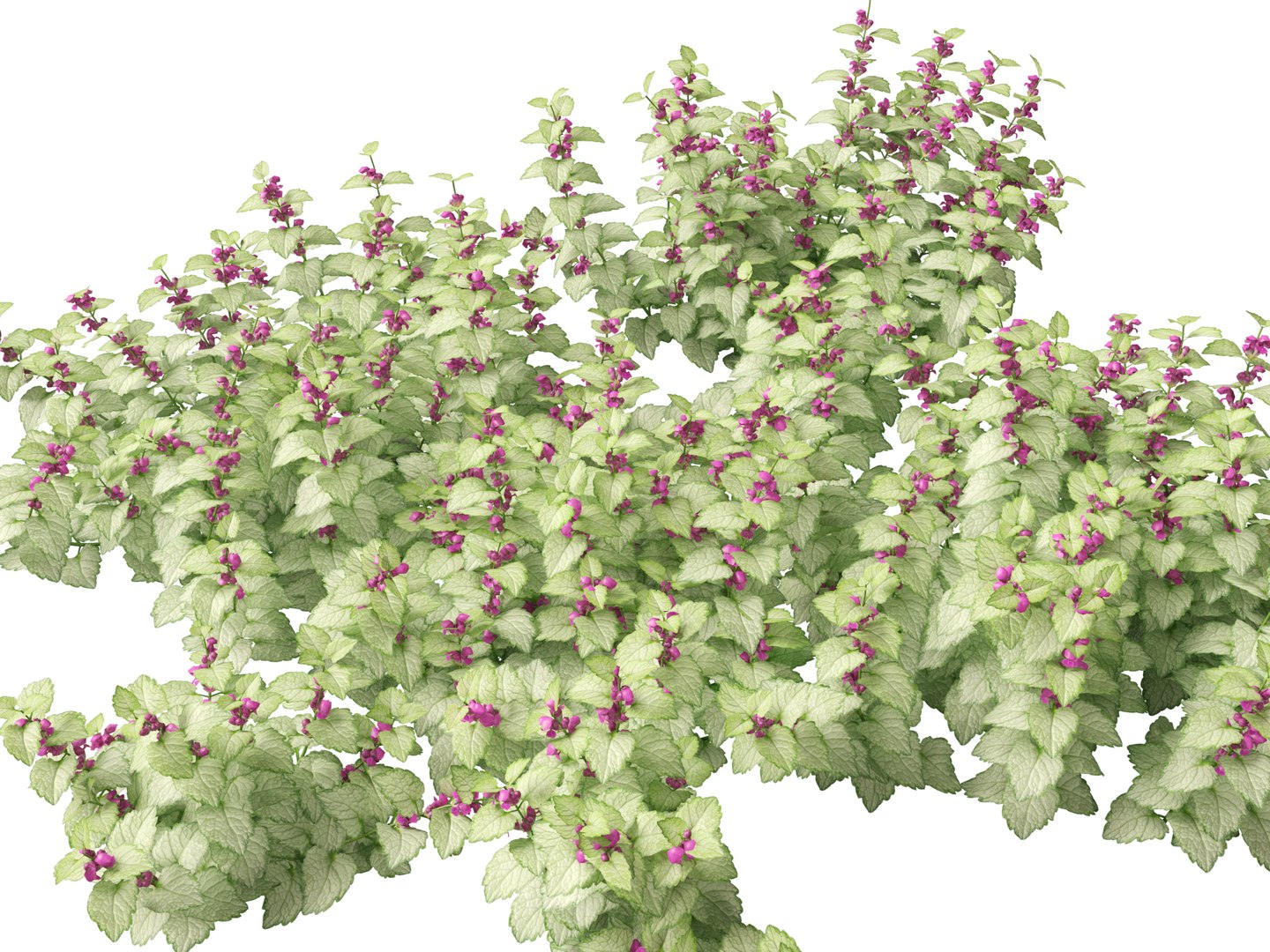 HighPolyLowPoly Lamium maculatum - spotted deadnettle 3D model https://p.turbosquid.com/ts-thumb/aP/RkSQyz/6f/lamiummaculatum017/jpg/1738032292/1920x1080/fit_q87/40703f310e15f7249e1c081bfd89bcc53cce5f6b/lamiummaculatum017.jpg