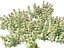HighPolyLowPoly Lamium maculatum - 斑点荨麻