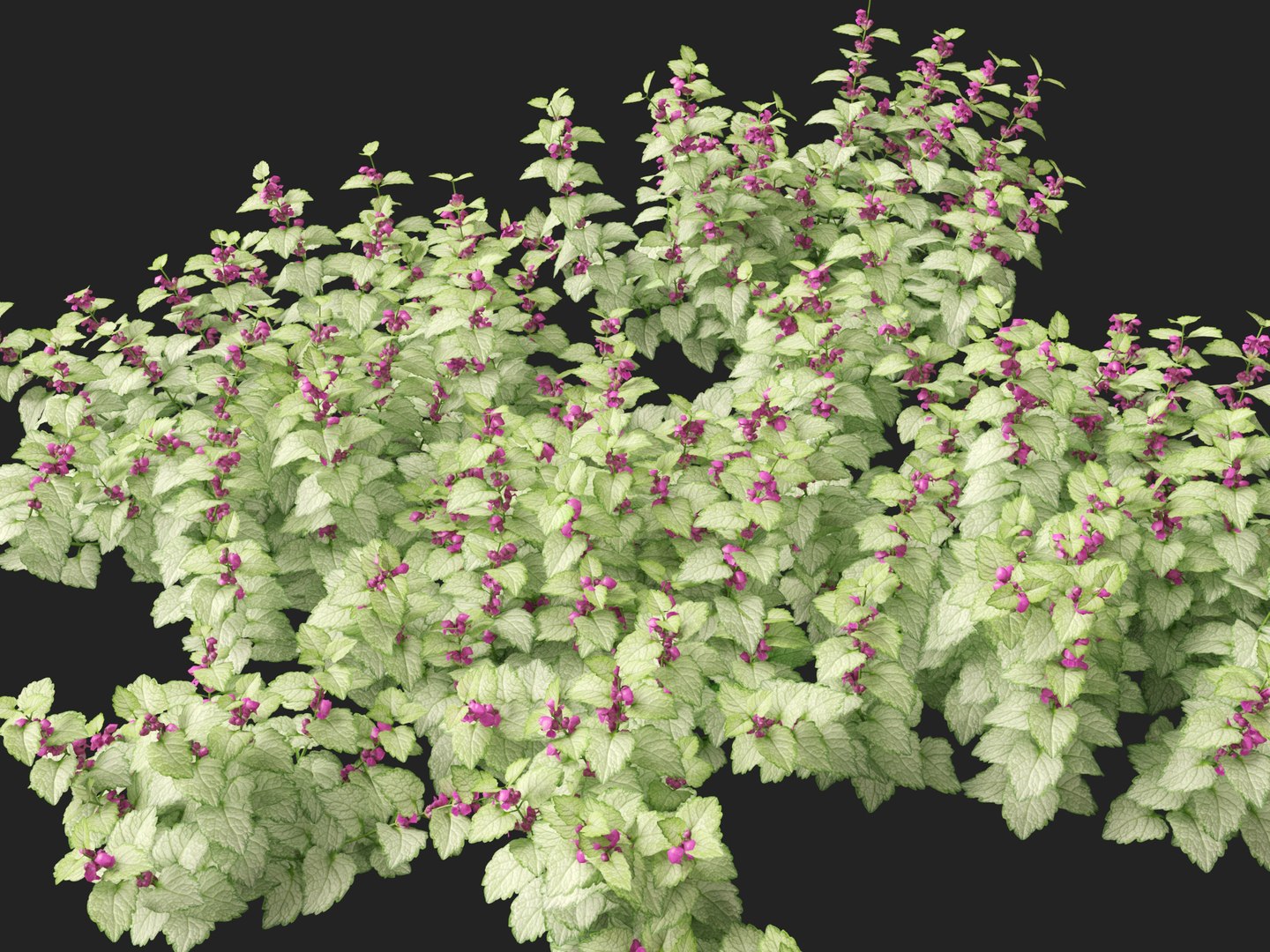HighPolyLowPoly Lamium maculatum - spotted deadnettle 3D model https://p.turbosquid.com/ts-thumb/aP/RkSQyz/Qs/lamiummaculatum018/jpg/1738032290/1920x1080/fit_q87/5beb8493b3d5ebf710ebd59dc732bb1ac3247469/lamiummaculatum018.jpg