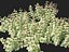 HighPolyLowPoly Lamium maculatum - 斑点荨麻
