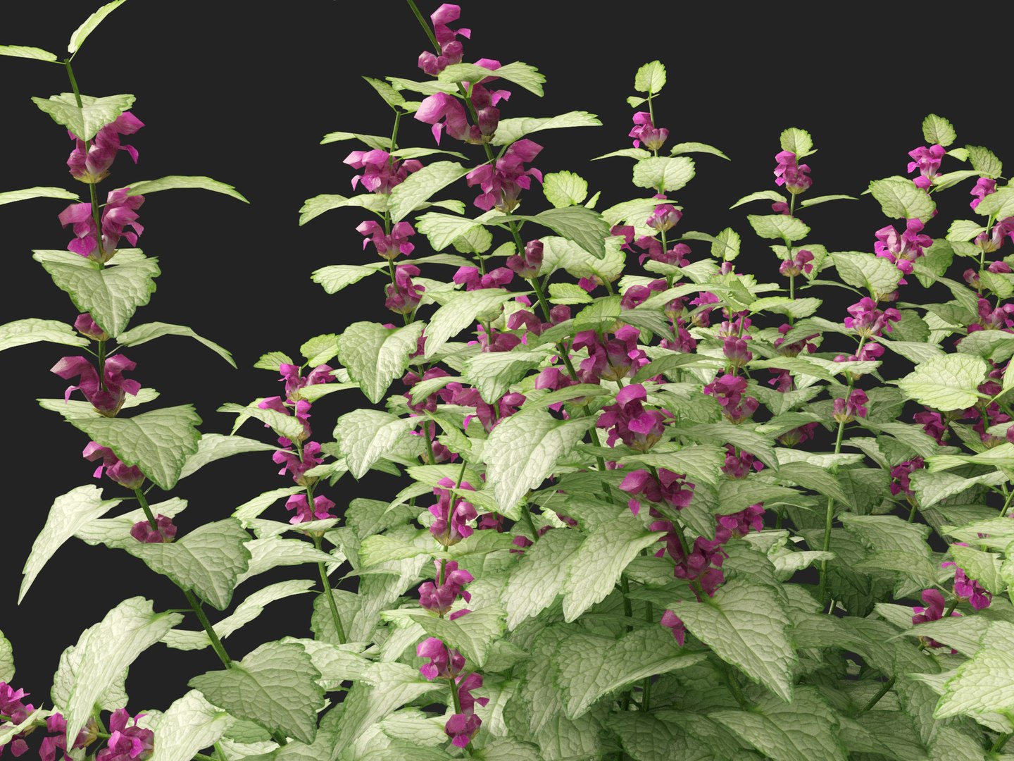 HighPolyLowPoly Lamium maculatum - spotted deadnettle 3D model https://p.turbosquid.com/ts-thumb/aP/RkSQyz/RE/lamiummaculatum0110/jpg/1738032293/1920x1080/fit_q87/af5860d1896012ade91d1364692a23849ee5f055/lamiummaculatum0110.jpg