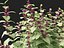 HighPolyLowPoly Lamium maculatum - 斑点荨麻