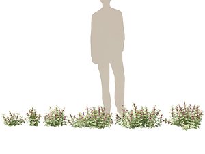 HighPolyLowPoly Lamium maculatum - spotted deadnettle 3D model