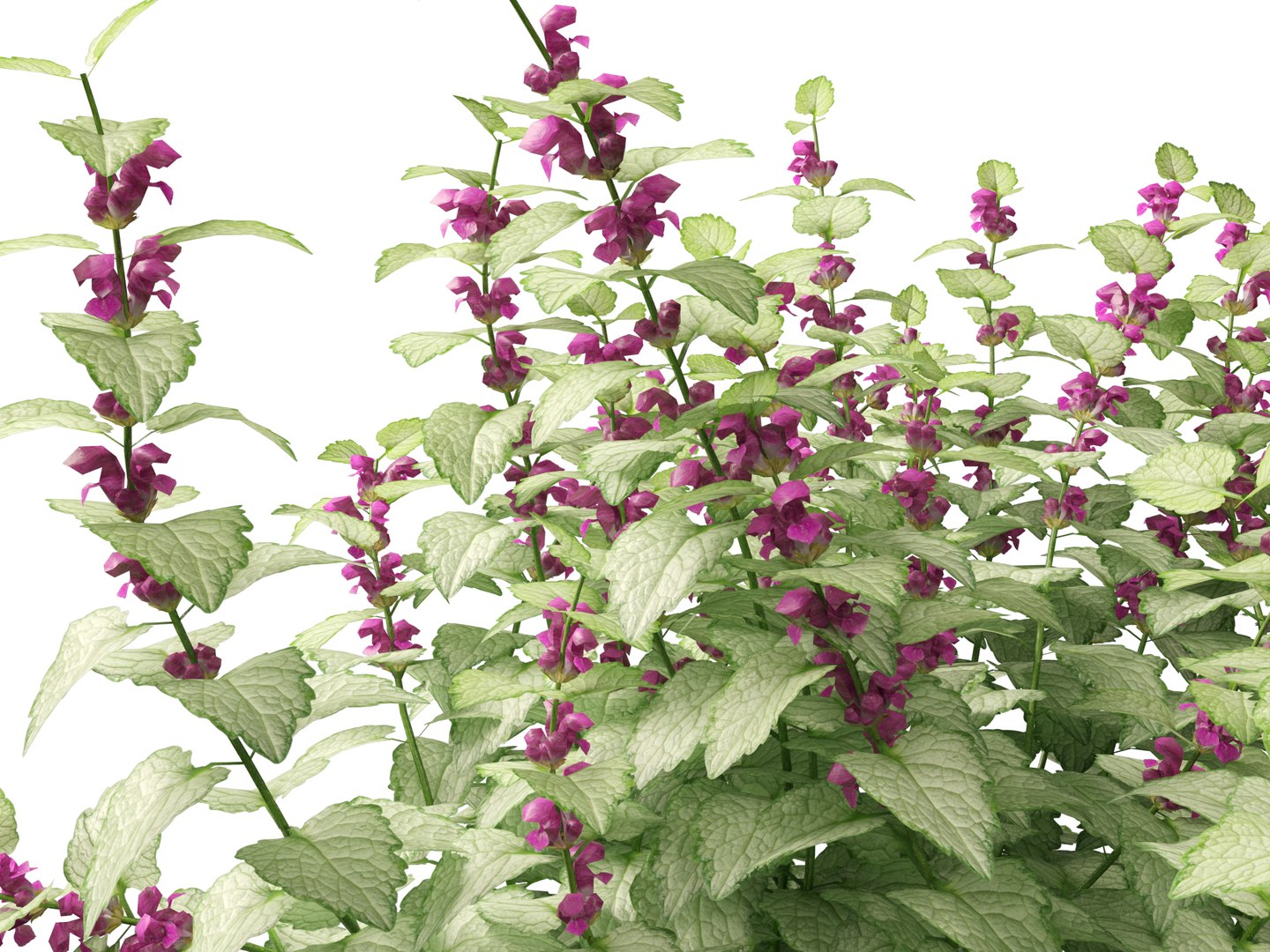 HighPolyLowPoly Lamium maculatum - spotted deadnettle 3D model https://p.turbosquid.com/ts-thumb/aP/RkSQyz/XR/lamiummaculatum019/jpg/1738032294/1920x1080/fit_q87/4e45bdae58d9d5e90ed9ac202c8ff4e9d076ac18/lamiummaculatum019.jpg