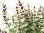 HighPolyLowPoly Lamium maculatum - 斑点荨麻