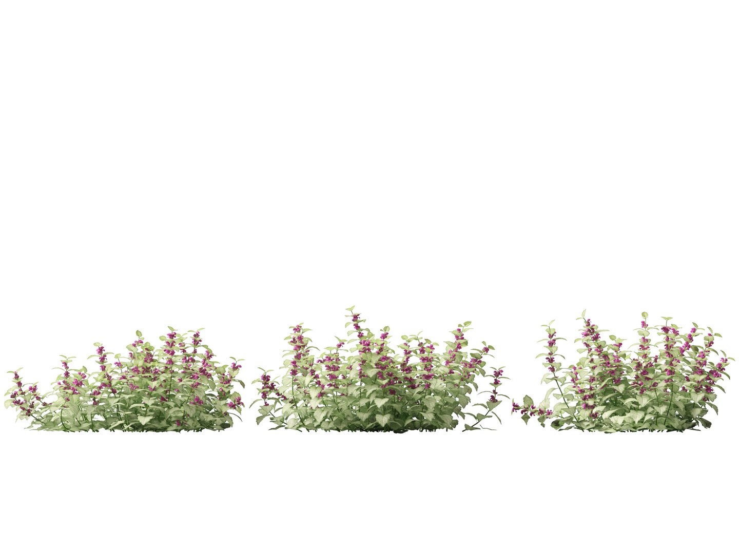 HighPolyLowPoly Lamium maculatum - spotted deadnettle 3D model https://p.turbosquid.com/ts-thumb/aP/RkSQyz/iF/lamiummaculatum015/jpg/1738032286/1920x1080/fit_q87/aac302ec5b6d61ade946580642b0f4b91e105ab8/lamiummaculatum015.jpg