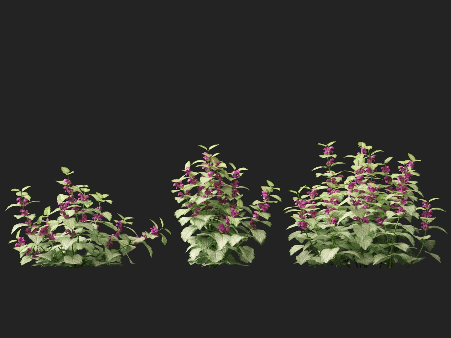 HighPolyLowPoly Lamium maculatum - spotted deadnettle 3D model https://p.turbosquid.com/ts-thumb/aP/RkSQyz/l6/lamiummaculatum014/jpg/1738032284/1920x1080/fit_q87/18bdbf097f241d2ea61d4ece94e99e57e43bc82c/lamiummaculatum014.jpg