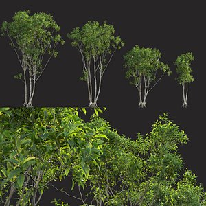 Osmanthus fragrans - Fragrant Olive 3D model