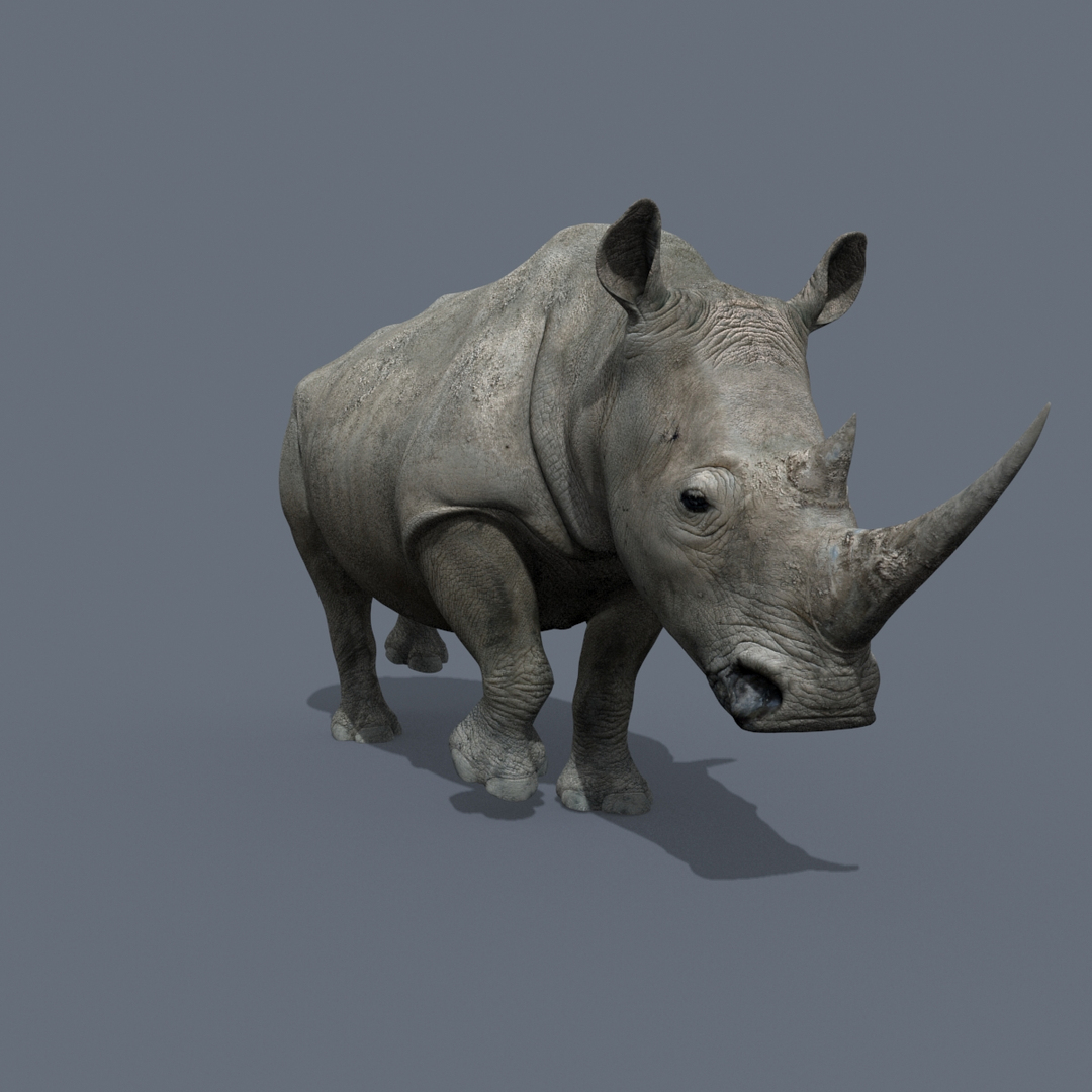 Pro Rhino - 8K 3D Model - TurboSquid 1827361